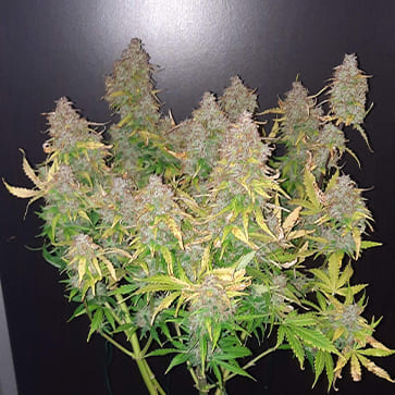 Насіння конопель Auto Orange Bud Feminised Silver